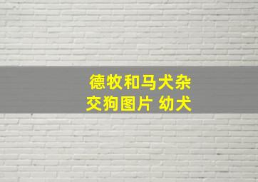 德牧和马犬杂交狗图片 幼犬